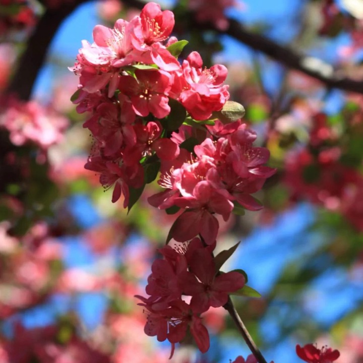 海棠什么时候开花(常见品种海棠的开花时间)