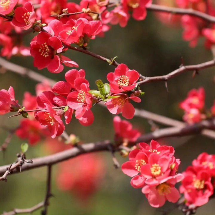 海棠什么时候开花(常见品种海棠的开花时间)