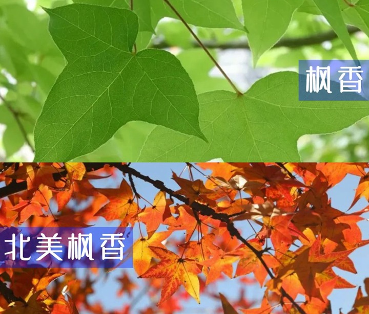 北美枫香和枫香的区别