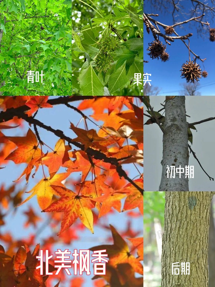 北美枫香和枫香的区别