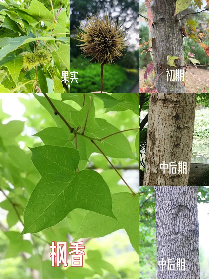 北美枫香和枫香的区别