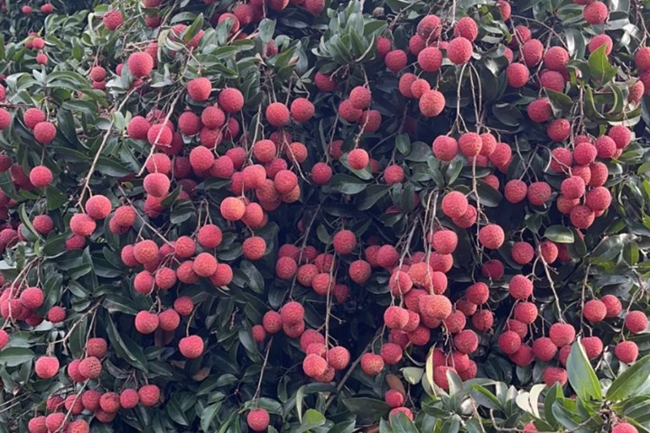 荔枝几月份成熟