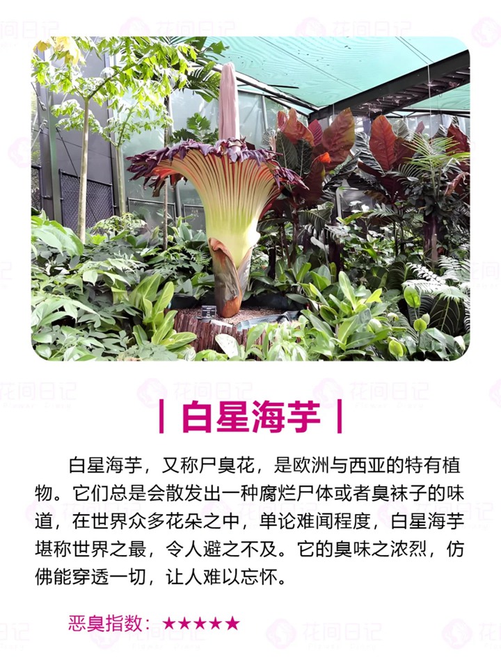 世界上最大最臭的花
