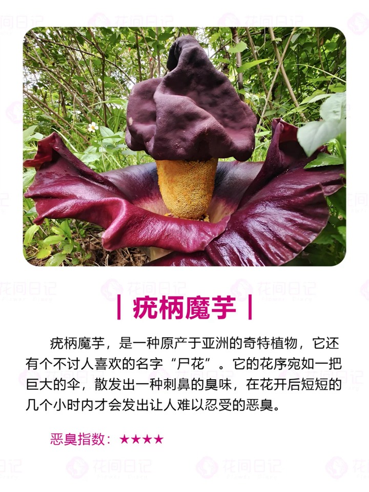 世界上最大最臭的花