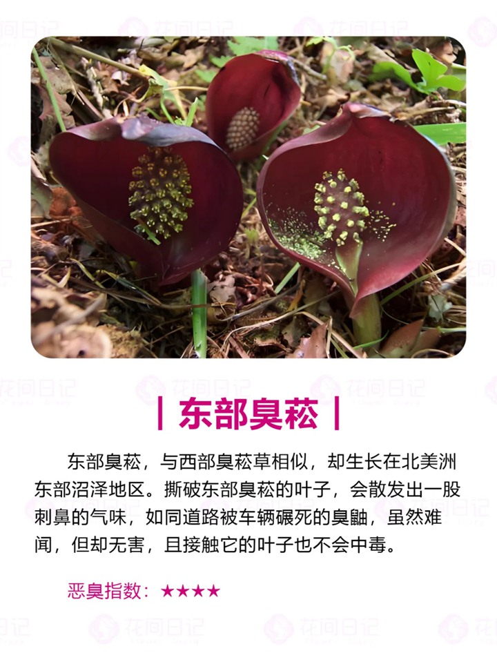 世界上最大最臭的花