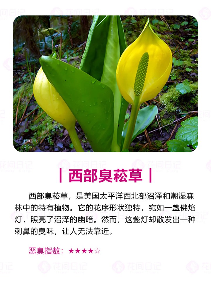 世界上最大最臭的花