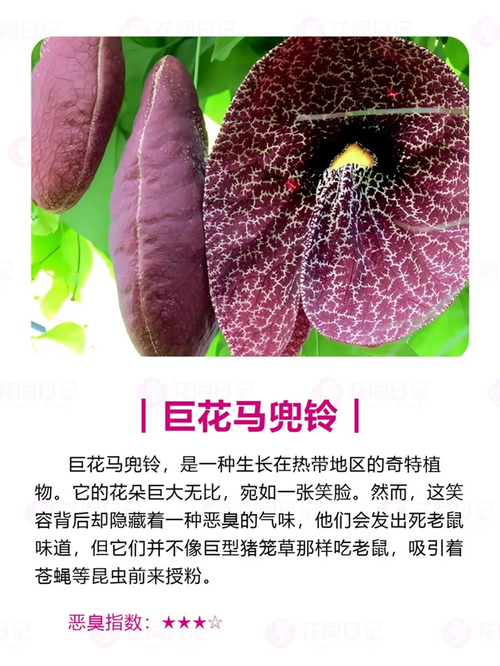 世界上最大最臭的花