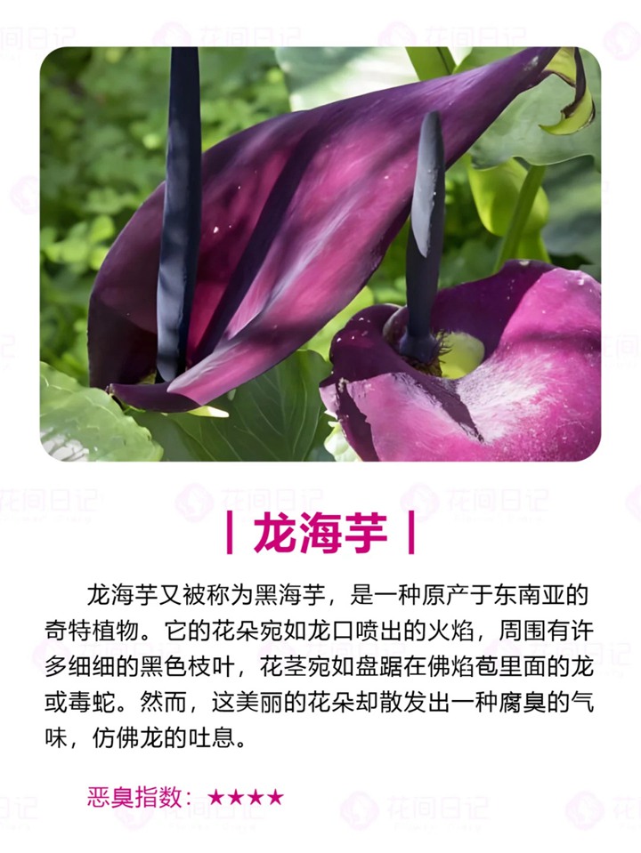 世界上最大最臭的花