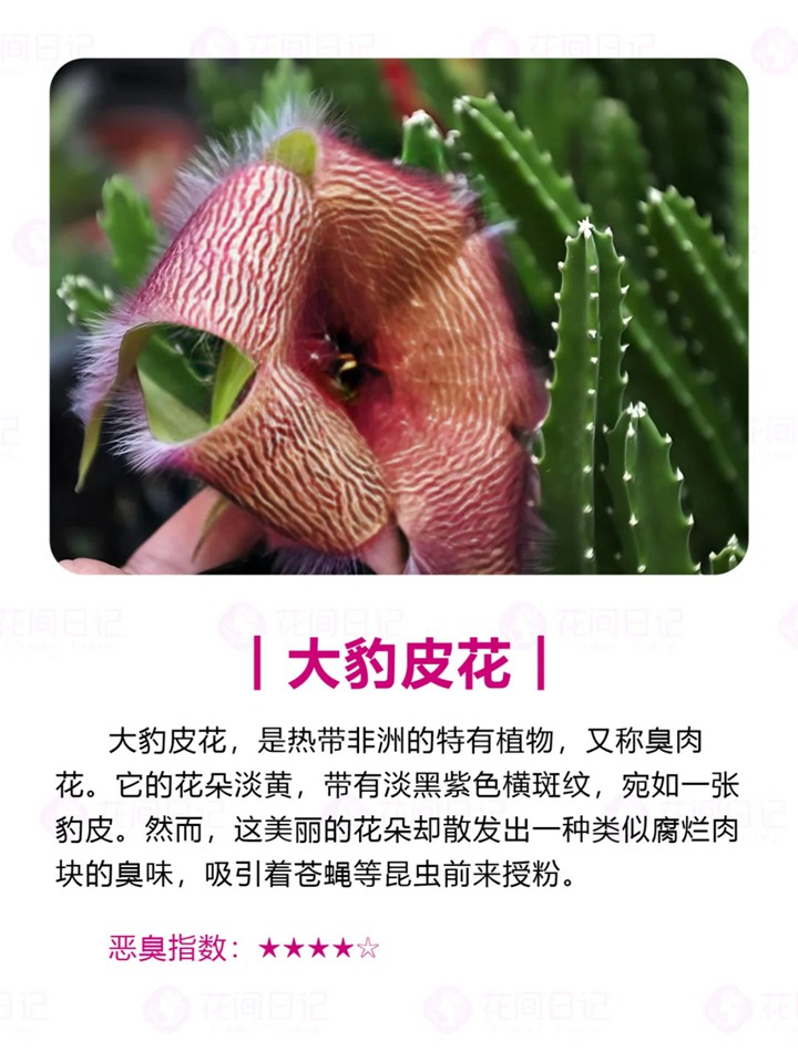 世界上最大最臭的花