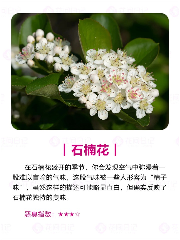 世界上最大最臭的花