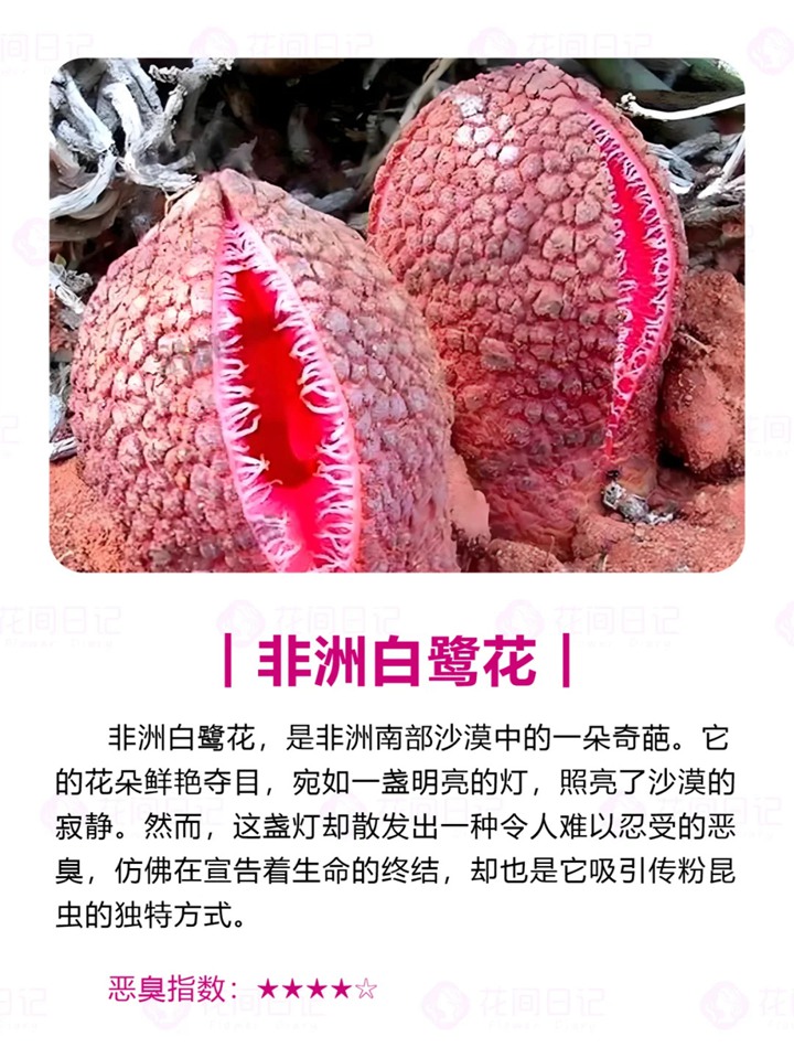 世界上最大最臭的花