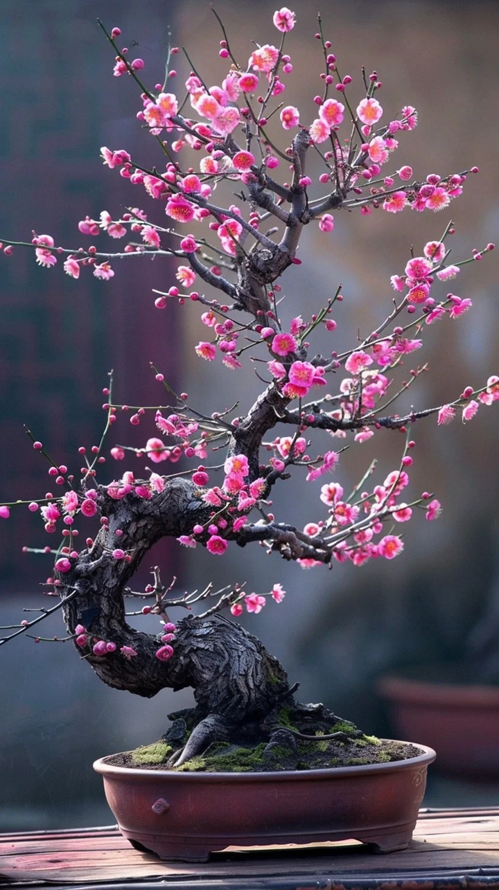 雀梅盆景能在室内养吗