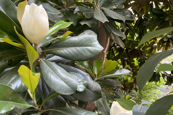 橡皮树开花吗