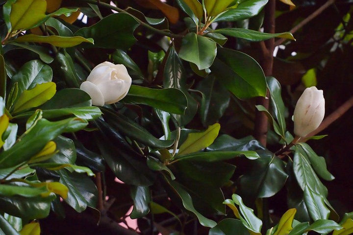 橡皮树开花吗