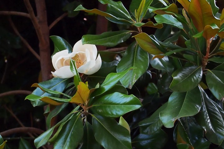 橡皮树开花吗