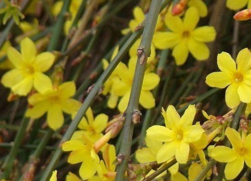 迎春花的特点都有哪些