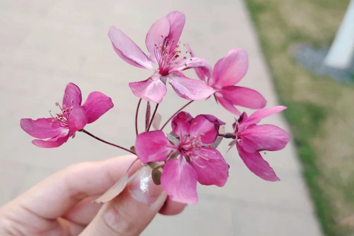 红宝石海棠什么时候开花