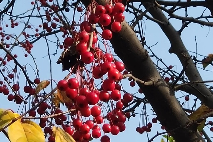 红宝石海棠什么时候开花