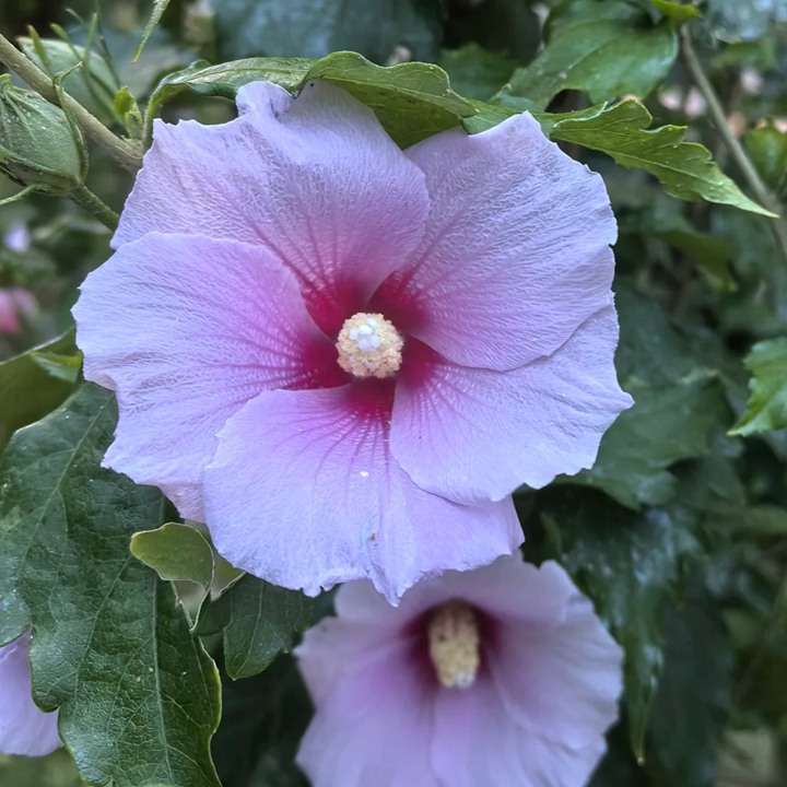 木槿花和扶桑花的区别(多图详解)