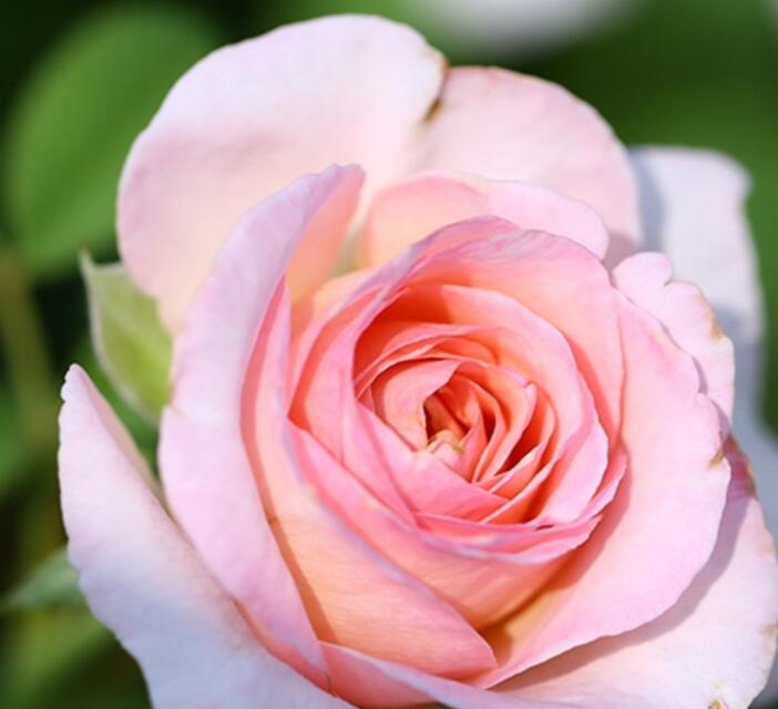 粉黛月季怎么样