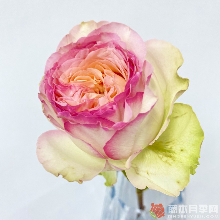 蝴蝶公主月季怎么样
