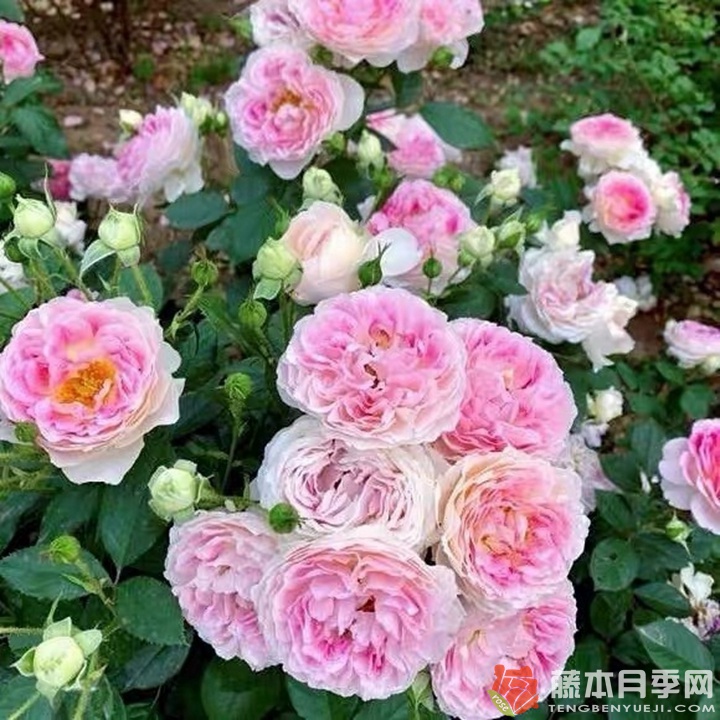 根西月季怎么样