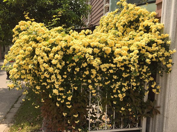 黄木香花的缺点和优点