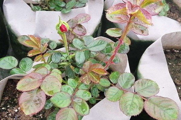 红苹果月季的怎么样