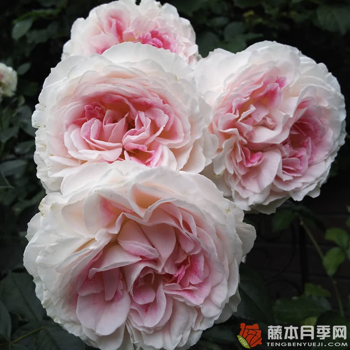 根西月季怎么样