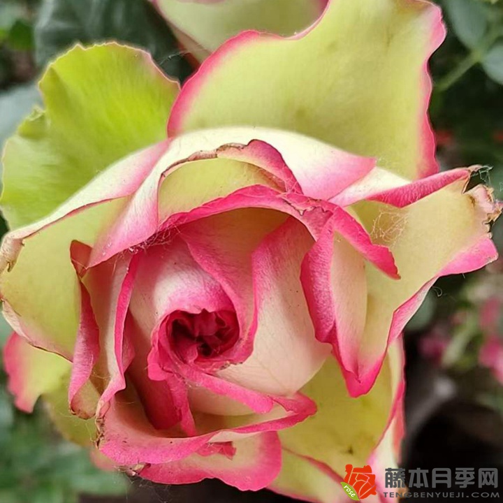 佛罗里达月季怎么样
