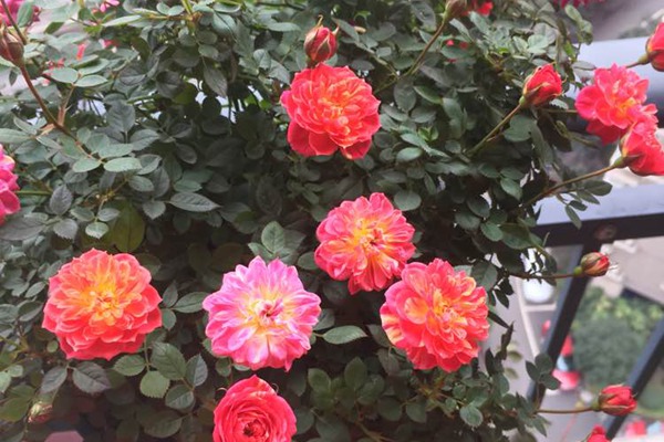 躲躲藏藏月季怎么样