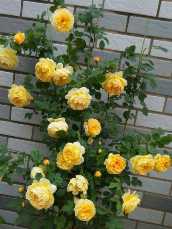 黄金庆典一年开几次花