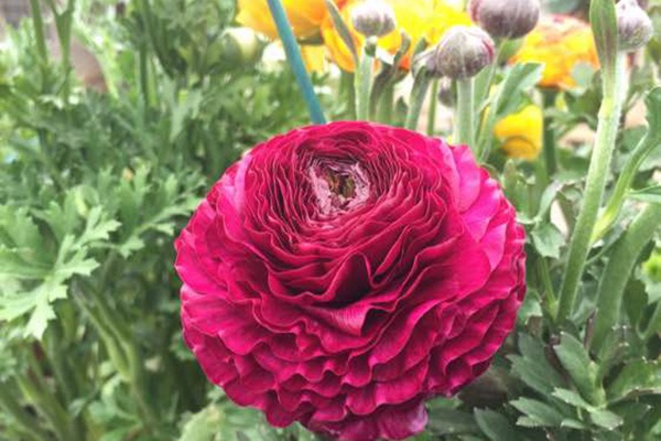 花毛茛花期多长时间