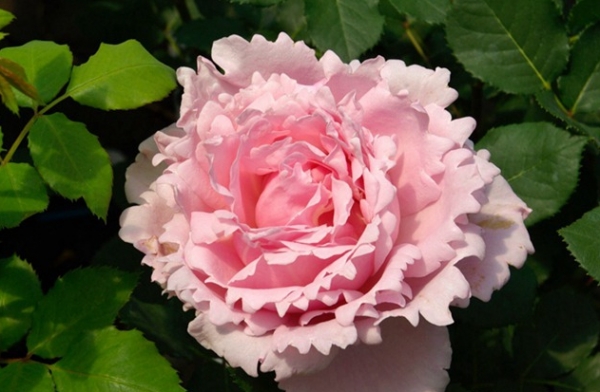 索菲罗莎月季怎么样