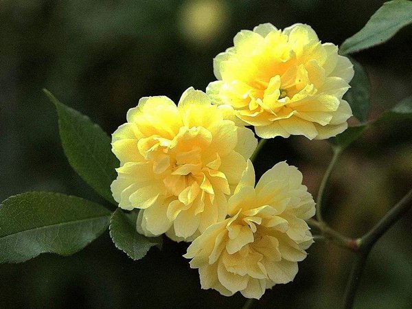 黄木香花的缺点和优点