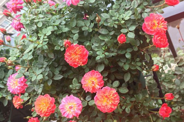 躲躲藏藏月季怎么样
