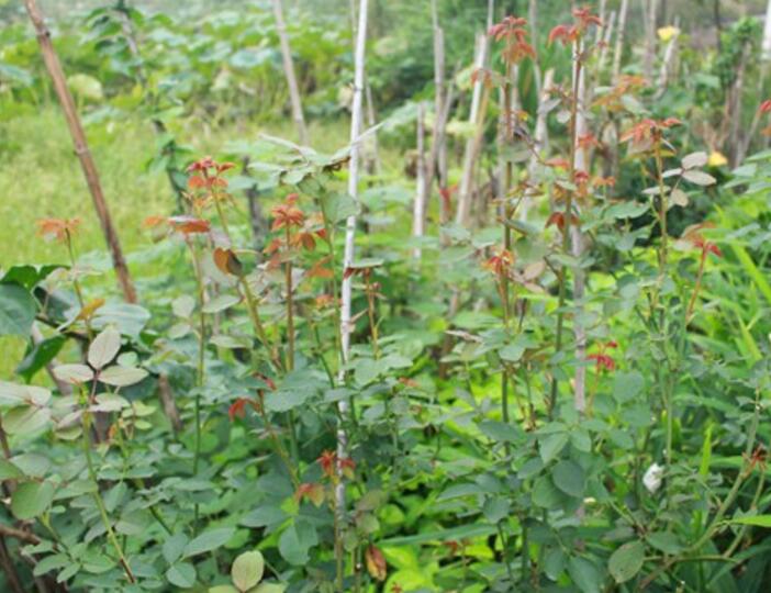 芳香花园月季优缺点