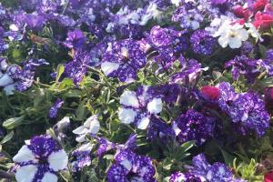矮牵牛花的花期是什么时候