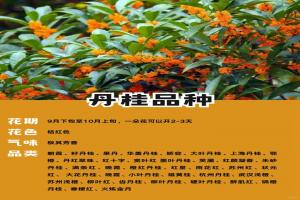十大名贵桂花品种排行榜