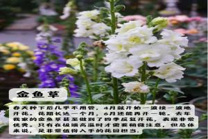 上海地区适合种什么绿化草花
