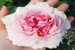 伊芙幻塔索斯月季优缺点