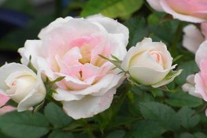 芭蕾舞裙月季怎么样