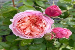 阿卡纳 Arcana月季怎么样