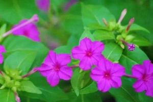 夜来香什么时候开花