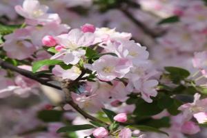 海棠什么时候开花(常见品种海棠的开花时间)