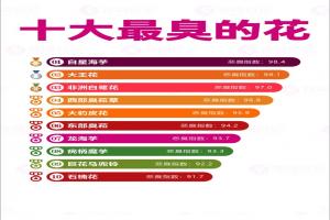 世界上最大最臭的花