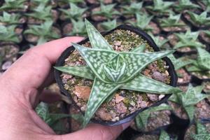 翠花掌的养护方法和注意事项