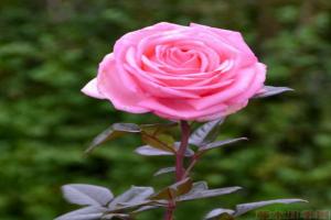 花宫娜月季怎么样