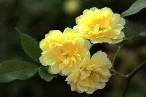 黄木香花的缺点和优点