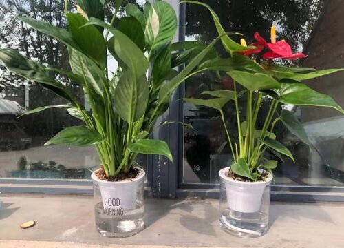 一帆风顺花的花语和寓意